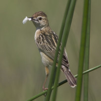 Zitting Cisticola